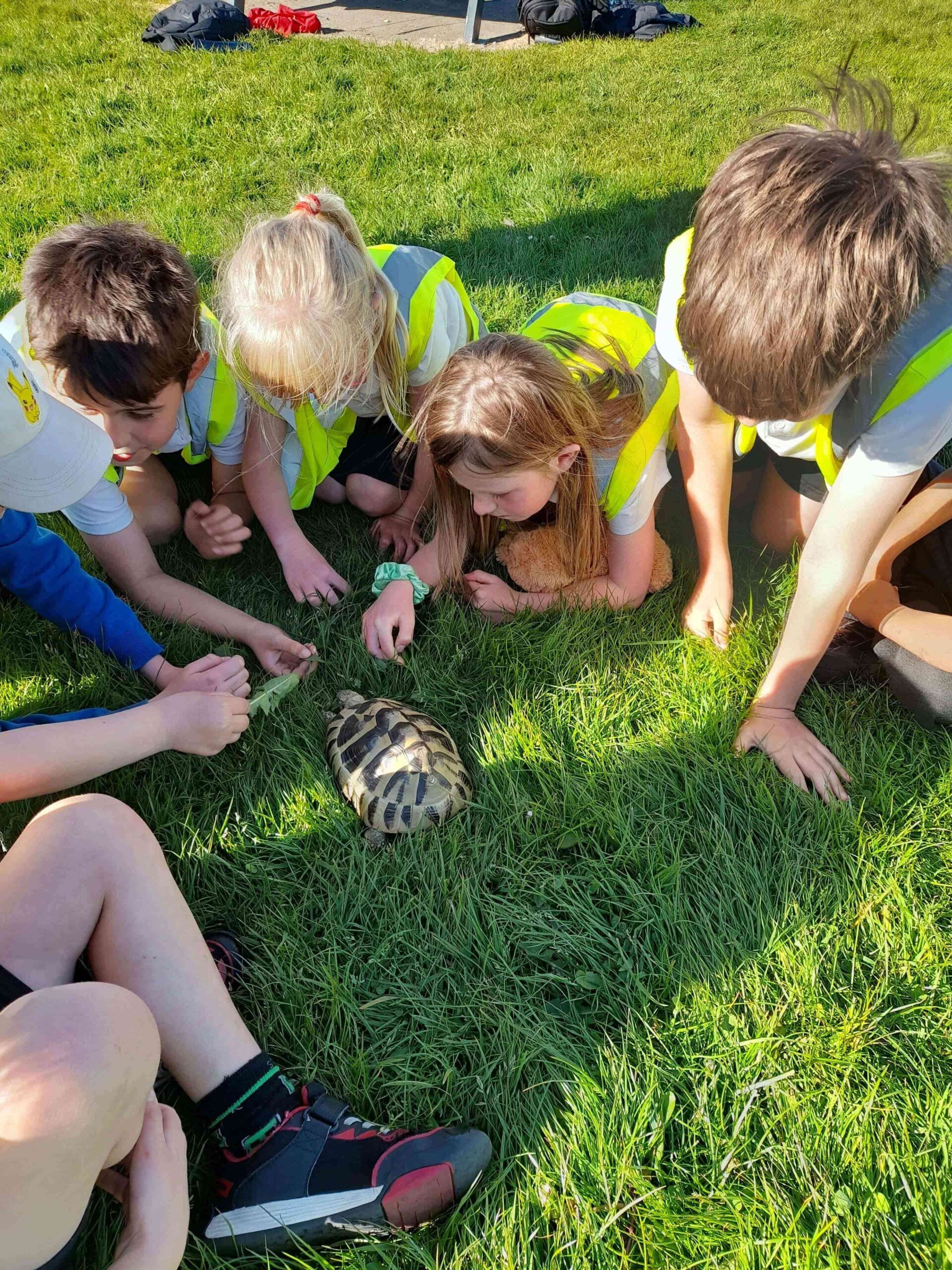 A group of children in high-visibility vests from Dyce Primary School after-school club sitting on the grass and gently interacting with a tortoise during an outdoor session.